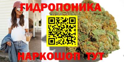 крисы Кулебаки